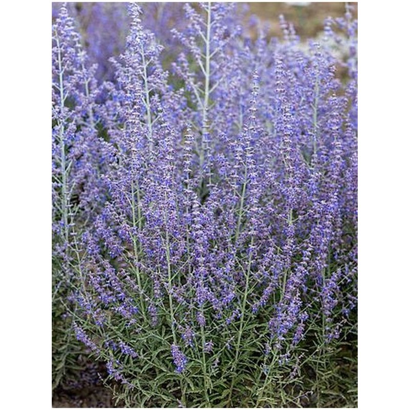 perowskia łobodolistna (Perovskia atriplicifolia) Jelena- Świat bylin - sklep internetowy