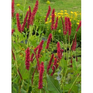 rdest himalajski (Persicaria amplexicaulis) Fat Domino- Świat bylin - sklep internetowy