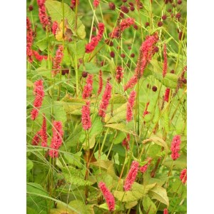 rdest himalajski (Persicaria amplexicaulis) Fat Domino- Świat bylin - sklep internetowy
