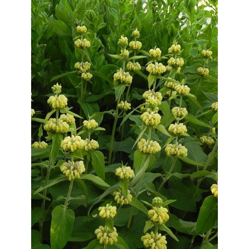 żeleźniak żółty (Phlomis russeliana) - Świat bylin - sklep internetowy