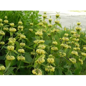 żeleźniak żółty (Phlomis russeliana) - Świat bylin - sklep internetowy