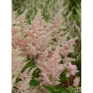 tawułka japońska (Astilbe japonica) Peach Blossom- Świat bylin - sklep internetowy