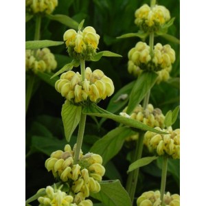 żeleźniak żółty (Phlomis russeliana) - Świat bylin - sklep internetowy