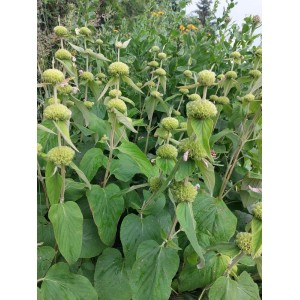 żeleźniak żółty (Phlomis russeliana) - Świat bylin - sklep internetowy