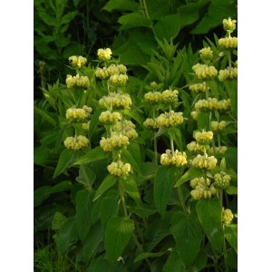 żeleźniak żółty (Phlomis russeliana) - Świat bylin - sklep internetowy