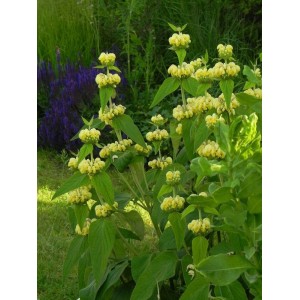 żeleźniak żółty (Phlomis russeliana) - Świat bylin - sklep internetowy