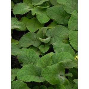 żeleźniak żółty (Phlomis russeliana) - Świat bylin - sklep internetowy