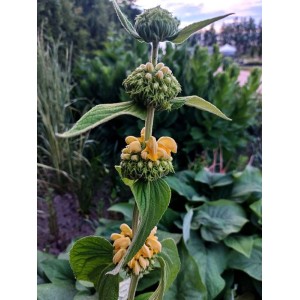 żeleźniak żółty (Phlomis russeliana) - Świat bylin - sklep internetowy