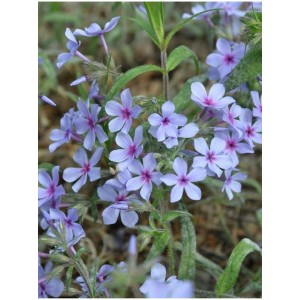 płomyk kanadyjski (Phlox divaricata) Chattahoochee- Świat bylin - sklep internetowy
