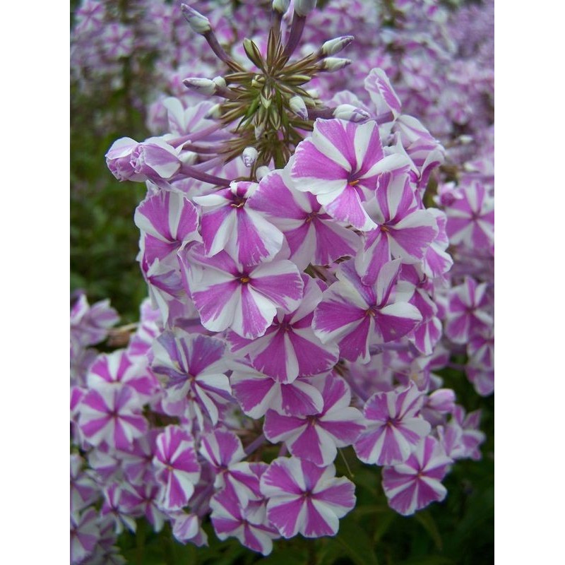 płomyk plamisty (Phlox maculata) Natascha- Świat bylin - sklep internetowy