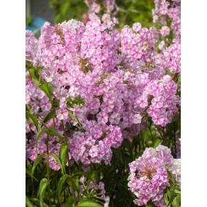 płomyk plamisty (Phlox maculata) Natascha- Świat bylin - sklep internetowy