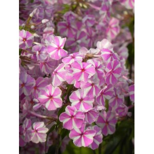 płomyk plamisty (Phlox maculata) Natascha- Świat bylin - sklep internetowy