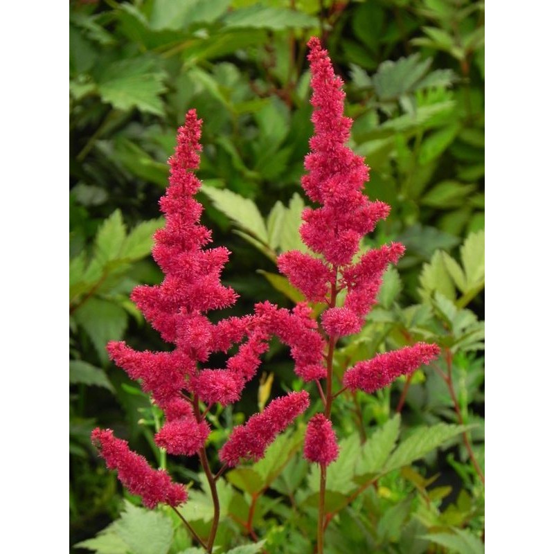 tawułka japońska (Astilbe japonica) Red Sentinal- Świat bylin - sklep internetowy