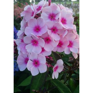 płomyk wiechowaty (Phlox paniculata) Bright Eyes- Świat bylin - sklep internetowy