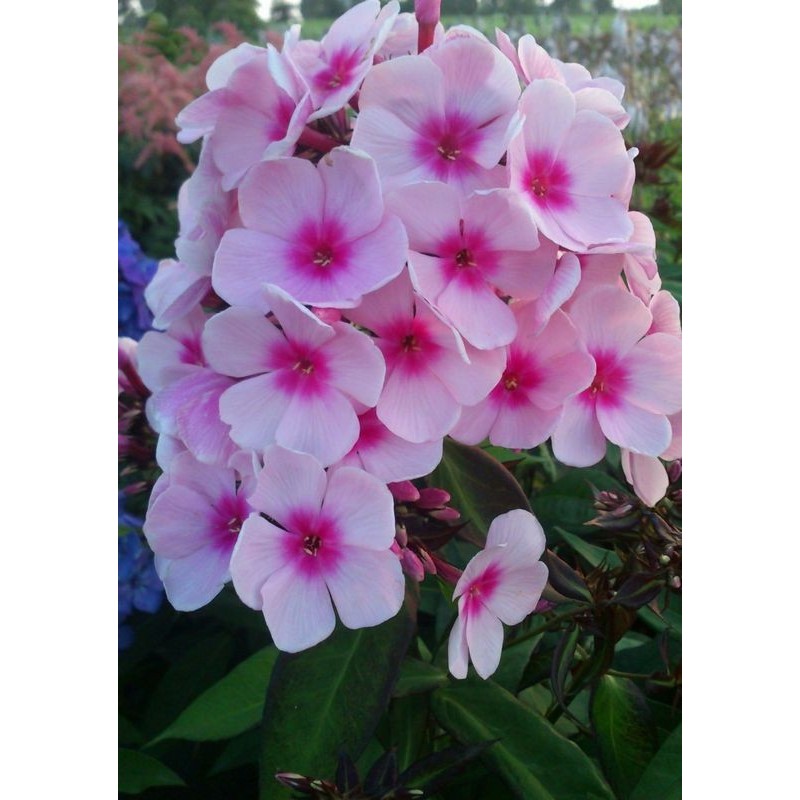 płomyk wiechowaty (Phlox paniculata) Bright Eyes- Świat bylin - sklep internetowy