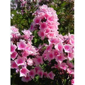 płomyk wiechowaty (Phlox paniculata) Bright Eyes- Świat bylin - sklep internetowy