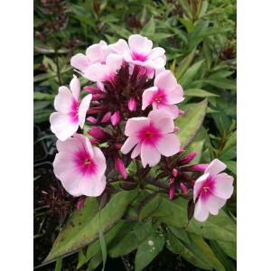 płomyk wiechowaty (Phlox paniculata) Bright Eyes- Świat bylin - sklep internetowy