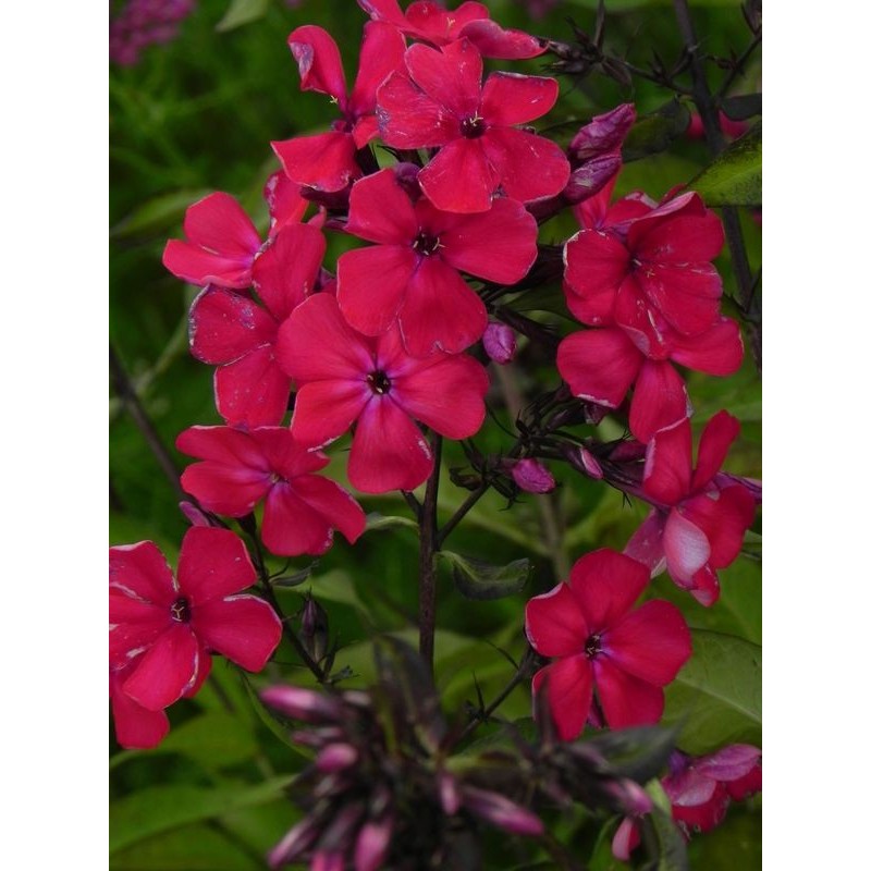 płomyk wiechowaty (Phlox paniculata) Star Fire- Świat bylin - sklep internetowy