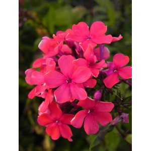 płomyk wiechowaty (Phlox paniculata) Star Fire- Świat bylin - sklep internetowy