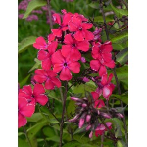 płomyk wiechowaty (Phlox paniculata) Star Fire- Świat bylin - sklep internetowy