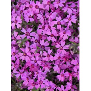 płomyk szydlasty (Phlox subulata) Samson- Świat bylin - sklep internetowy