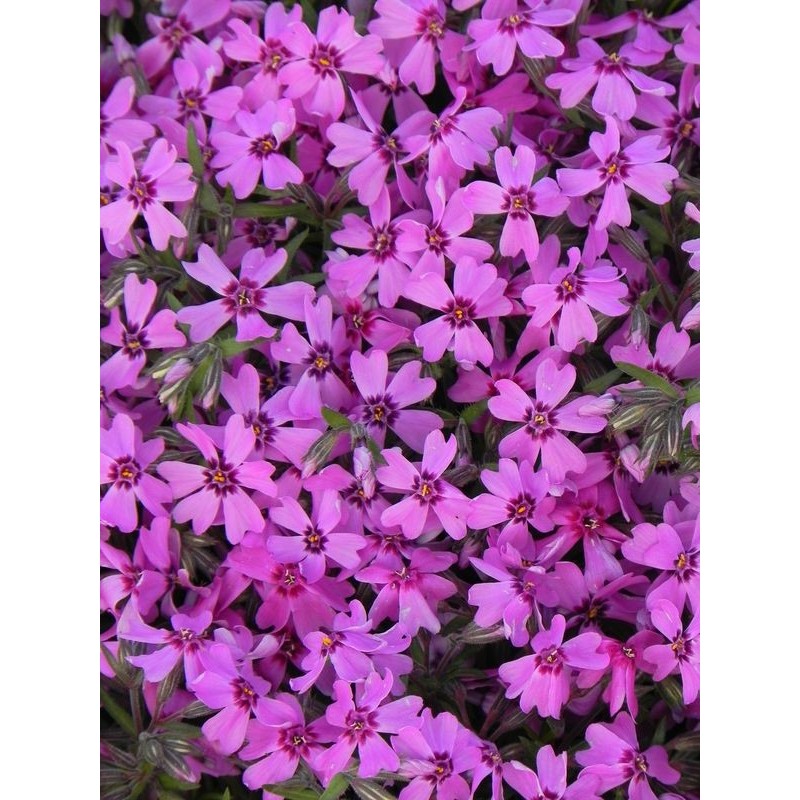 płomyk szydlasty (Phlox subulata) Samson- Świat bylin - sklep internetowy