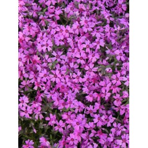 płomyk szydlasty (Phlox subulata) Samson- Świat bylin - sklep internetowy