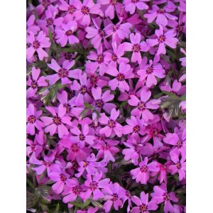 płomyk szydlasty (Phlox subulata) Samson- Świat bylin - sklep internetowy
