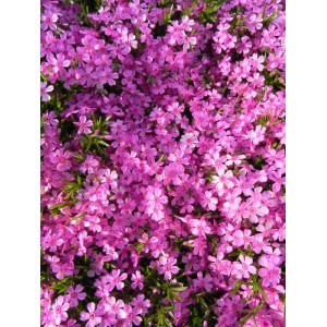 płomyk szydlasty (Phlox subulata) Zwergenteppich- Świat bylin - sklep internetowy