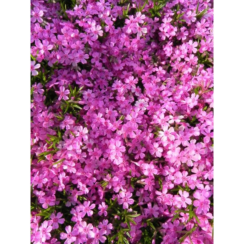 płomyk szydlasty (Phlox subulata) Zwergenteppich- Świat bylin - sklep internetowy