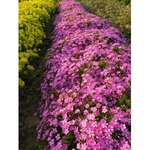 płomyk szydlasty (Phlox subulata) Zwergenteppich- Świat bylin - sklep internetowy