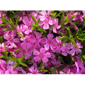 płomyk szydlasty (Phlox subulata) Zwergenteppich- Świat bylin - sklep internetowy