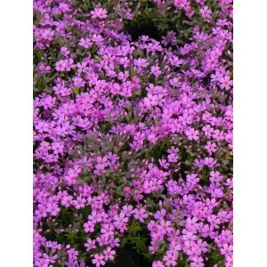płomyk szydlasty (Phlox subulata) Zwergenteppich- Świat bylin - sklep internetowy