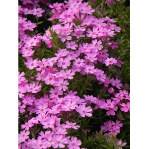 płomyk szydlasty (Phlox subulata) Zwergenteppich- Świat bylin - sklep internetowy