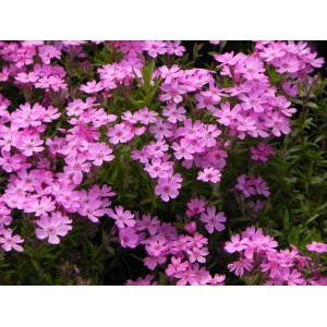 płomyk szydlasty (Phlox subulata) Zwergenteppich- Świat bylin - sklep internetowy