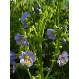 wielosił błekitny (Polemonium caeruleum) Bambino Blue- Świat bylin - sklep internetowy