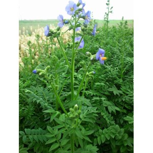 wielosił błekitny (Polemonium caeruleum) Bambino Blue- Świat bylin - sklep internetowy