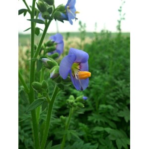 wielosił błekitny (Polemonium caeruleum) Bambino Blue- Świat bylin - sklep internetowy