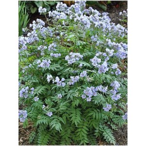 wielosił rozesłany (Polemonium reptans) Heaven Scent- Świat bylin - sklep internetowy