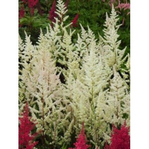 tawułka Arendsa (Astilbe x arendsii) Bumalda- Świat bylin - sklep internetowy