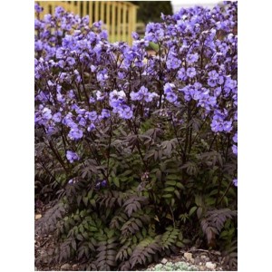 wielosił jezoński (Polemonium yezoense) Purple Rain- Świat bylin - sklep internetowy