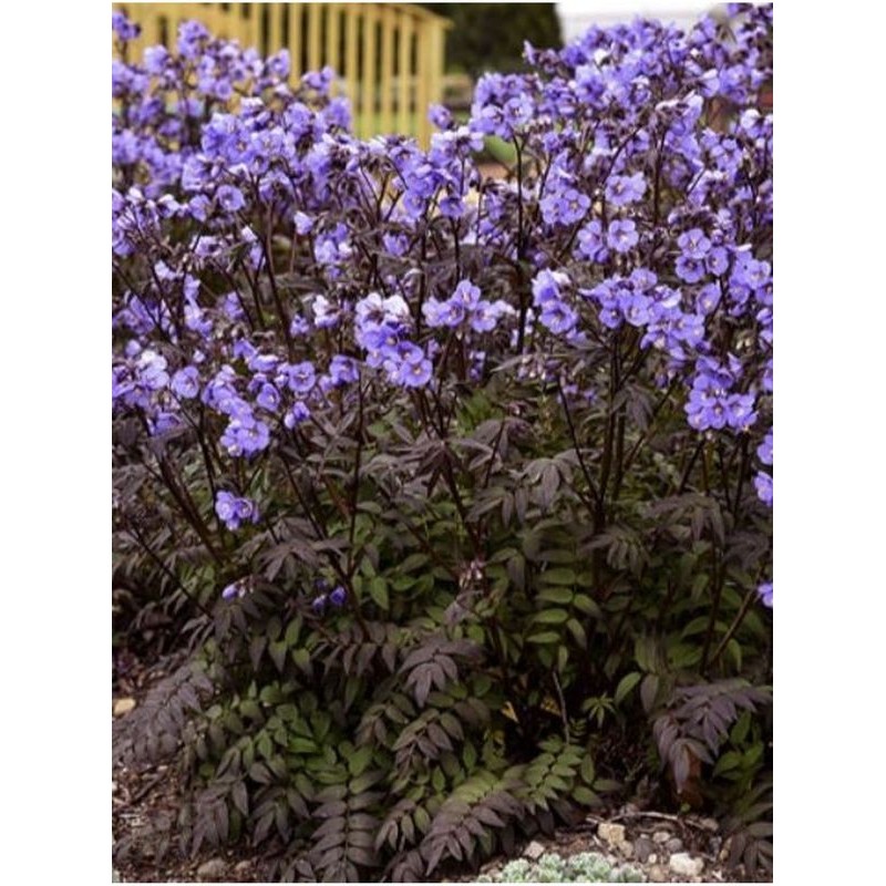 wielosił jezoński (Polemonium yezoense) Purple Rain- Świat bylin - sklep internetowy