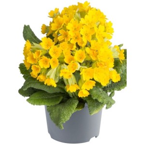 pierwiosnek lekarski (Primula officinalis) Deep Yellow- Świat bylin - sklep internetowy