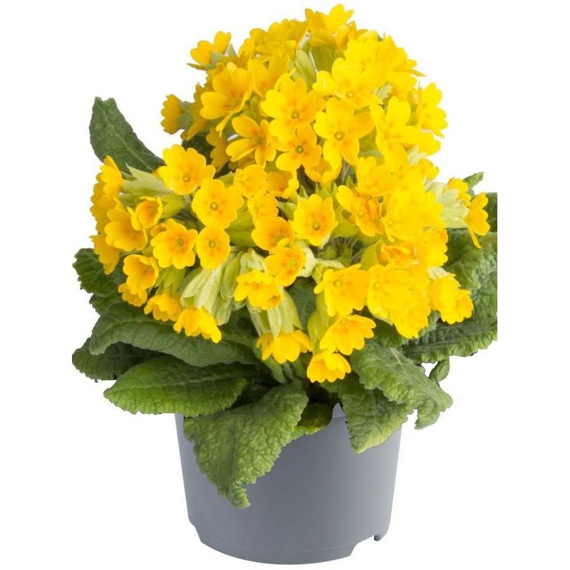 pierwiosnek lekarski (Primula officinalis) Deep Yellow- Świat bylin - sklep internetowy