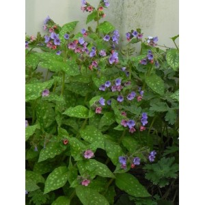 miodunka pstra (Pulmonaria saccharata) Mrs.Moon- Świat bylin - sklep internetowy