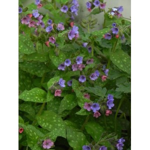 miodunka pstra (Pulmonaria saccharata) Mrs.Moon- Świat bylin - sklep internetowy