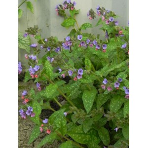 miodunka pstra (Pulmonaria saccharata) Mrs.Moon- Świat bylin - sklep internetowy