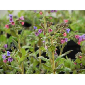 miodunka pstra (Pulmonaria saccharata) Mrs.Moon- Świat bylin - sklep internetowy