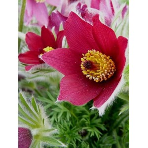 sasanka zwyczajna (Pulsatilla vulgaris) Pulsar Red Shades- Świat bylin - sklep internetowy