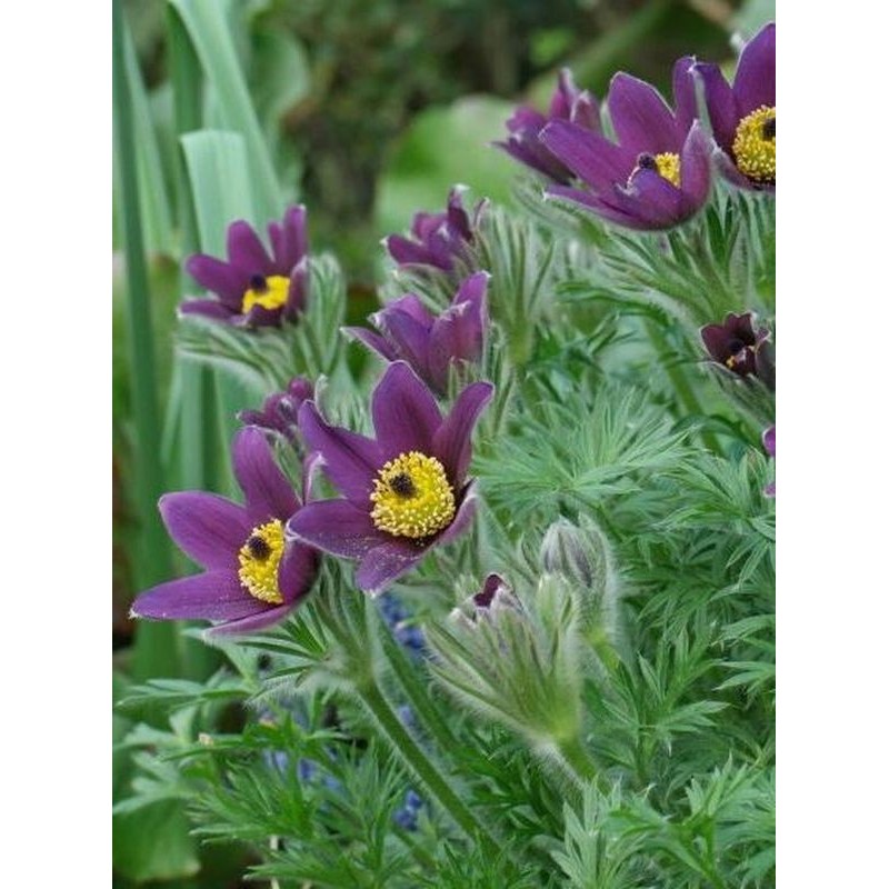 sasanka zwyczajna (Pulsatilla vulgaris) Pulsar Violet Shades- Świat bylin - sklep internetowy